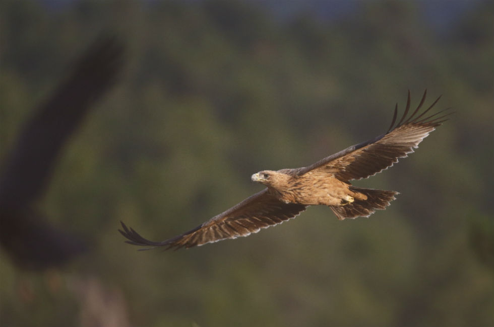 Imagen 12 de la galería de Águila Imperial - Imperial eagle